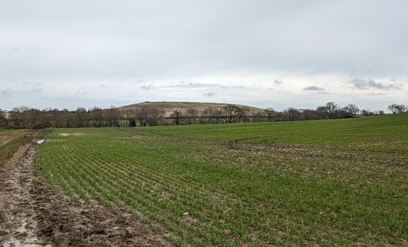Iron Age fort Madmarston Hill rising above arable fields